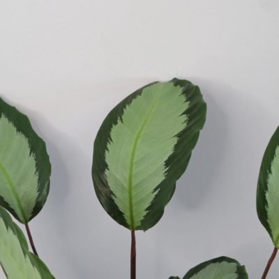 calathea picturata argentea vlhkomilná pokojová rostlina