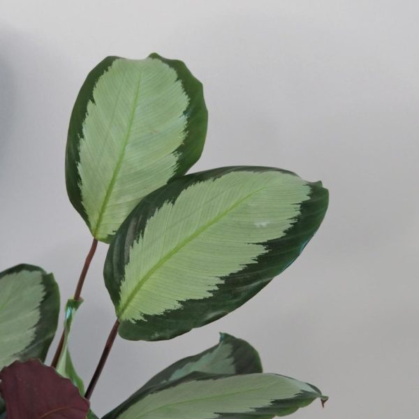 calathea picturata argentea vlhkomilná pokojová rostlina