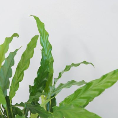 calathea rufibarba green vlhkomilná pokojová rostlina
