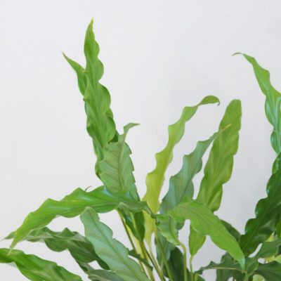 calathea rufibarba green vlhkomilná pokojová rostlina