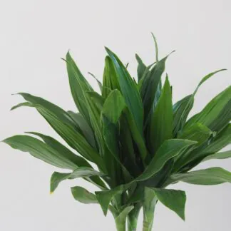 dracaena compacta nenarocná pokojová rostlina
