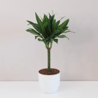 dracaena compacta nenarocná pokojová rostlina