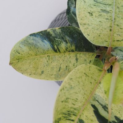 ficus elastica shivereana raritní fíkus pokojová rostlina netradiční sběratelská plantize