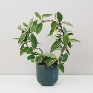 Hoya albomarginata na kruhu hoya albomarginata na kruhu tahava nenarocná rostlina voskovka plantizia