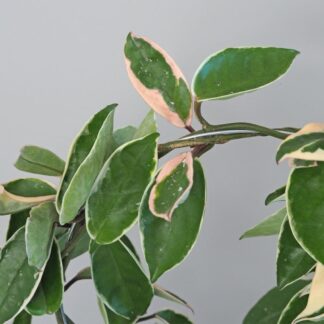 Hoya albomarginata na kruhu hoya albomarginata na kruhu tahava nenarocná rostlina voskovka plantizia