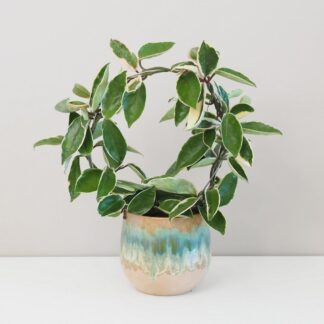 hoya albomarginata na kruhu tahava nenarocná rostlina voskovka plantizia