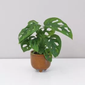 Monstera adansonii malá