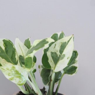 Pothos Epipremnum aureum ‘White panther’ pothos epipremnum white panther tahava panasovaná pokojová rostlina plantizia