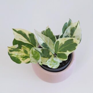Pothos Epipremnum aureum ‘White panther’ pothos epipremnum white panther tahava panasovaná pokojová rostlina plantizia