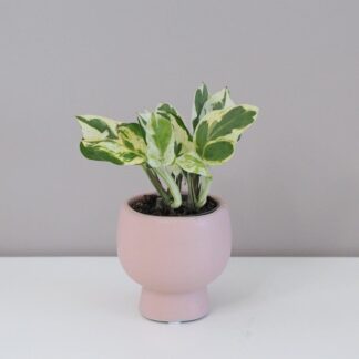 Pothos Epipremnum aureum ‘White panther’ pothos epipremnum white panther tahava panasovaná pokojová rostlina plantizia