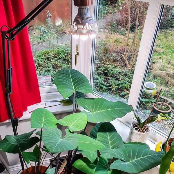 sansi led grow light žárovka pro rostliny růstové světlo E27 36W