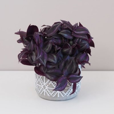 tradescantia zebrina purple tahava fialová pokojová rostlina plantizia