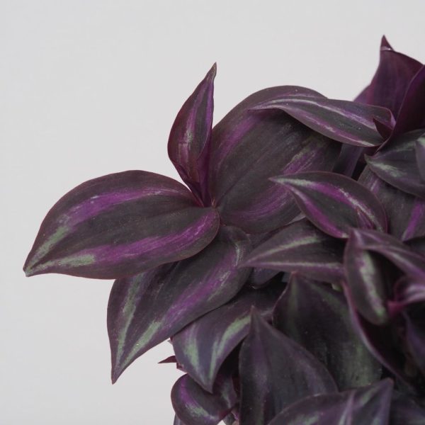 tradescantia zebrina purple tahava fialová pokojová rostlina plantizia