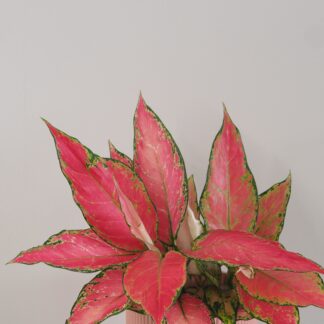 Aglaonema ‘Cherry Baby’ aglaonema cherry baby růžová pokojová rostlina raritní nenarocná barevná