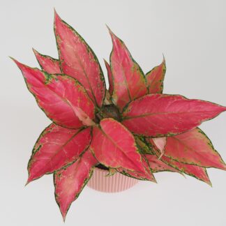 Aglaonema ‘Cherry Baby’ aglaonema cherry baby růžová pokojová rostlina raritní