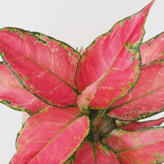 Aglaonema ‘Cherry Baby’ aglaonema cherry baby růžová pokojová rostlina raritní
