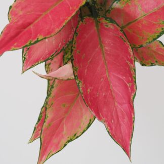 Aglaonema ‘Cherry Baby’ aglaonema cherry baby růžová pokojová rostlina raritní