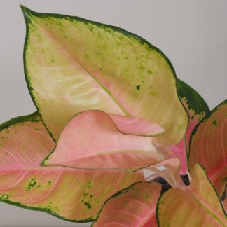 aglaonema china červená červená oranžová barevná pokojová rostlina nenarocná