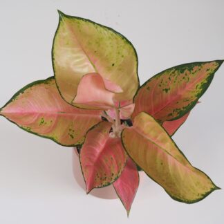 aglaonema china red 3 plantizia 1 scaled Plantizia.cz