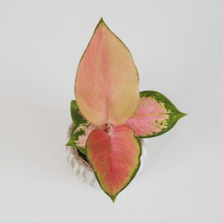 Aglaonema ‘China Red’ malá aglaonema china červená barevná pokojová rostlina oranžová červená růžová nenáročná