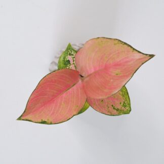 Aglaonema ‘China Red’ malá aglaonema china červená barevná pokojová rostlina oranžová červená růžová nenáročná