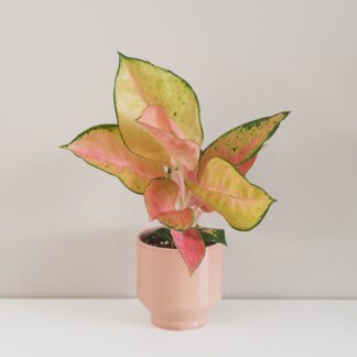 aglaonema china červená červená oranžová barevná pokojová rostlina nenarocná