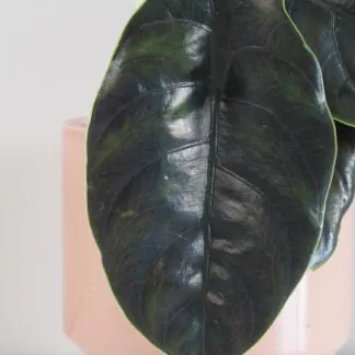 Alocasia azlanii alocasia azlanii 2 plantizia 1 scaled Plantizia.cz