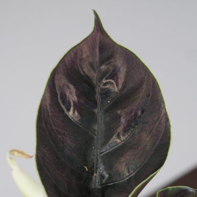 alocasia azlánii alokazia netradiční raritní tmavé listy fialová pokojová rostlina