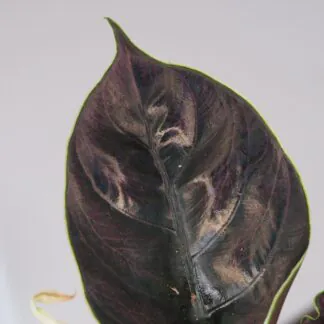 Alocasia azlanii alocasia azlánii alokazia netradiční raritní tmavé listy fialová pokojová rostlina