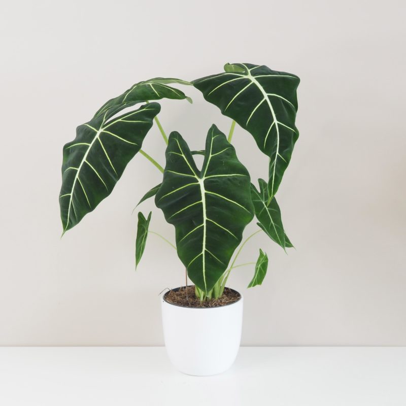 alocasia frydek micholitziana vzácná alokazia sběratelská pokojová rostlina