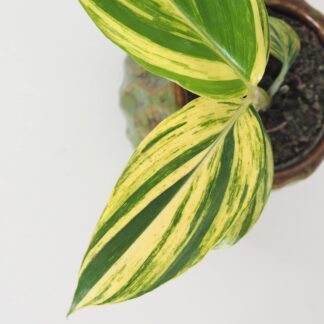 Alpinia zerumbet variegata alpinia zerumbet variegata