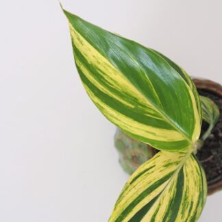 Alpinia zerumbet variegata alpinia zerumbet variegata