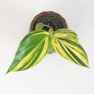 Alpinia zerumbet variegata alpinia zerumbet variegata