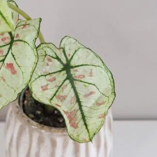 caladium strawberry star kaladium