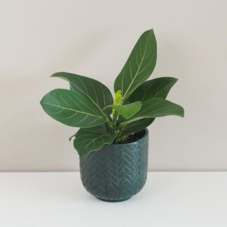 Ficus benghalensis ‘Audrey’ střední ficus benghalensis audrey fíkus pokojová rostlina