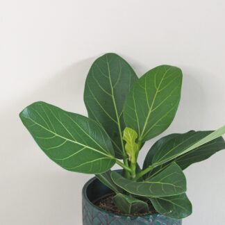 Ficus benghalensis ‘Audrey’ střední ficus benghalensis audrey fíkus pokojová rostlina