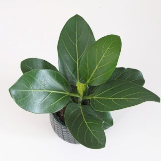 Ficus benghalensis ‘Audrey’ střední ficus benghalensis audrey fíkus pokojová rostlina