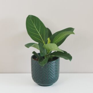 Ficus benghalensis ‘Audrey’ střední ficus benghalensis audrey fíkus pokojová rostlina