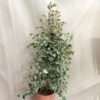 ficus triangularis sweetheart variegata panasovaný fíkus zajímavá pokojová rostlina