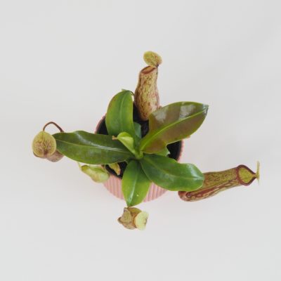 nepenthes gaya masozrava rostlina masozravka pokojová rostlina