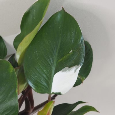 philodendron white knight variegated panasovaný raritní druh pokojová rostlina
