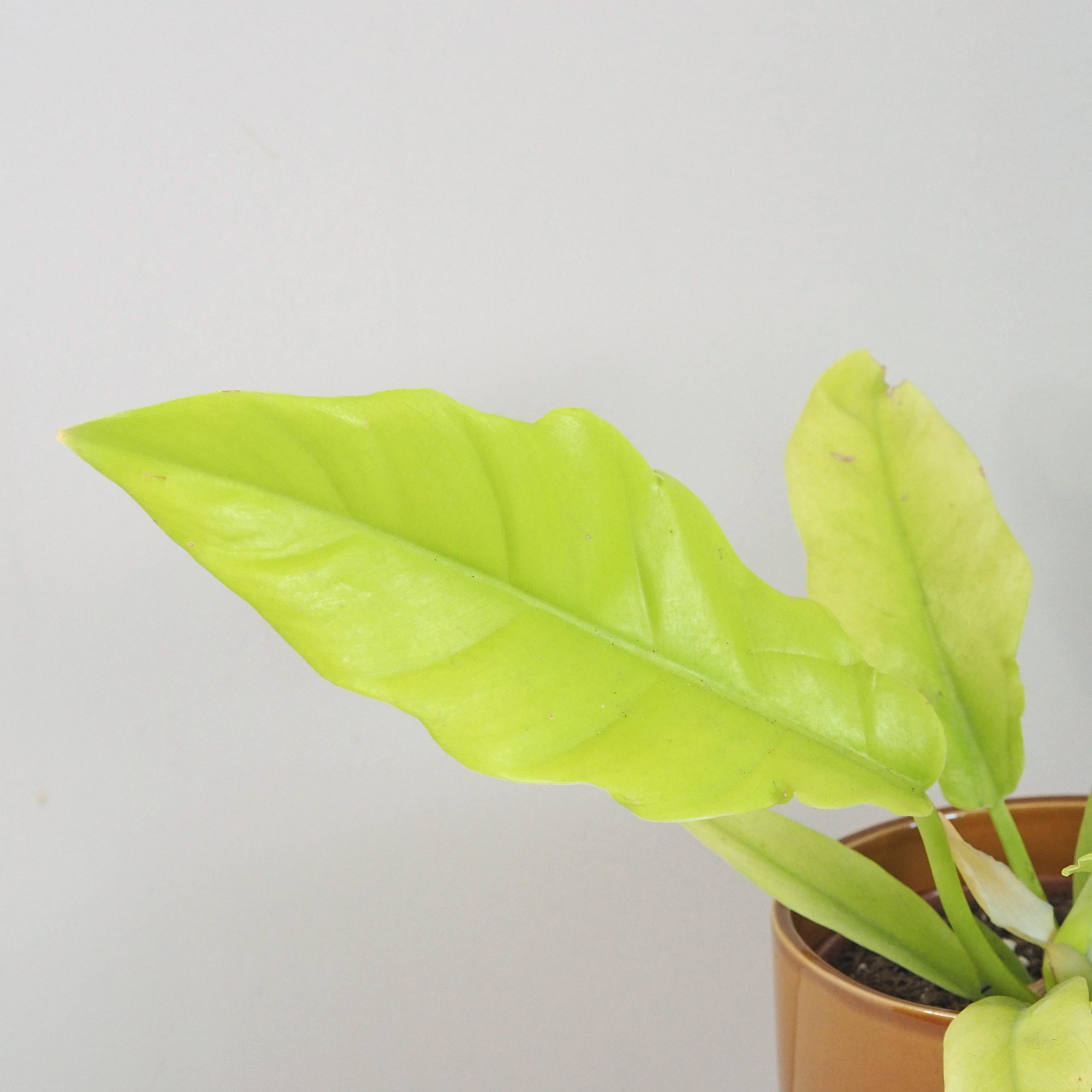 Philodendron ‘Yellow Saw’ philodendron žlutá saw neon žlutý filodendron nenarocná pokojová rostlina zajimava vzacna