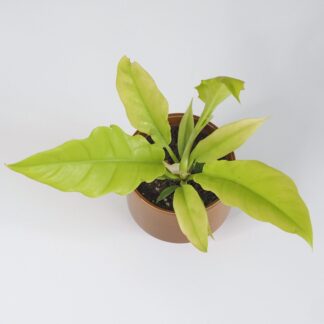 Philodendron ‘Yellow Saw’ philodendron žlutá saw neon žlutý filodendron nenarocná pokojová rostlina zajimava vzacna