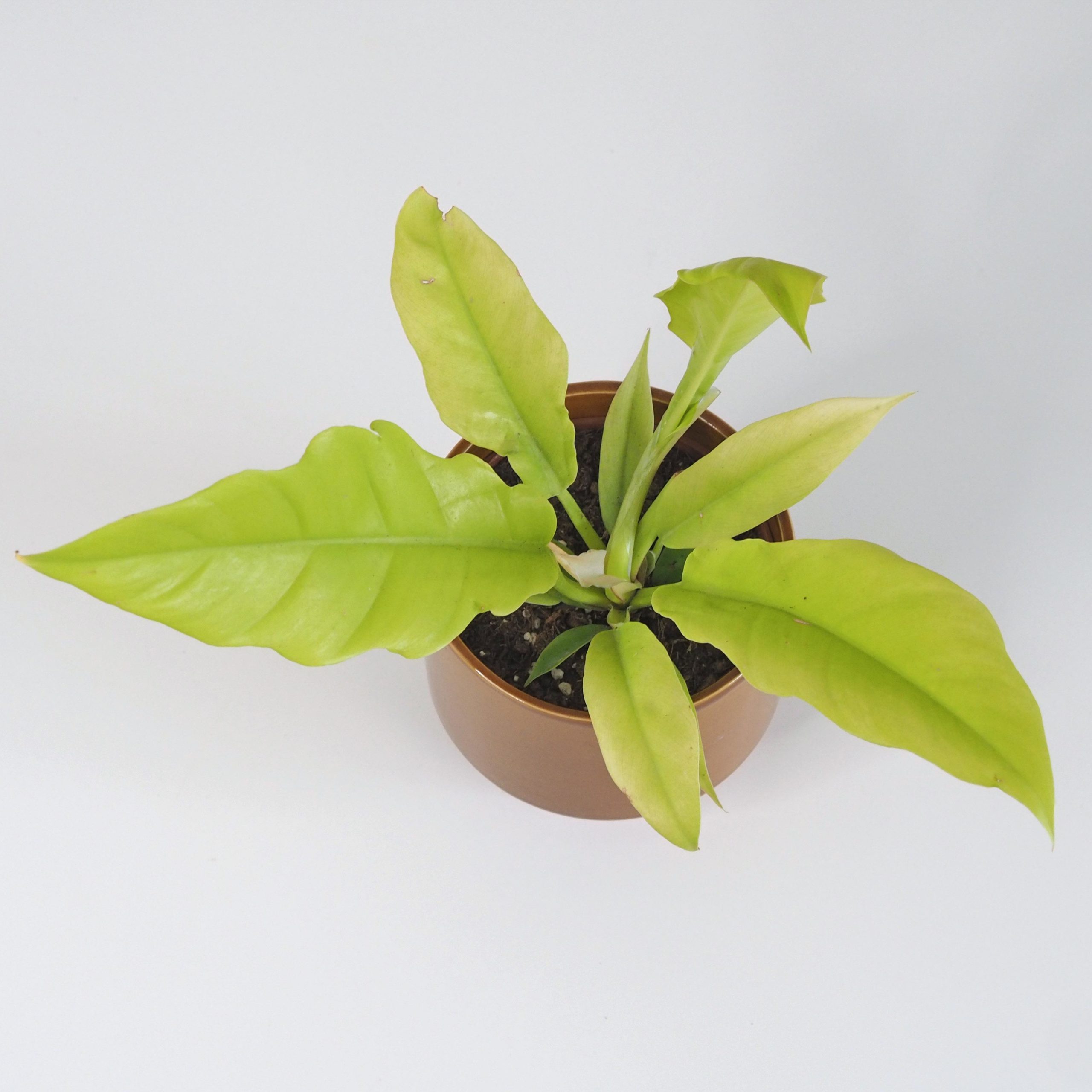 Philodendron ‘Yellow Saw’ philodendron žlutá saw neon žlutý filodendron nenarocná pokojová rostlina zajimava vzacna