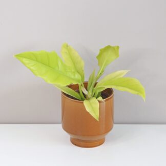 philodendron žlutá saw neon žlutý filodendron nenarocná pokojová rostlina zajimava vzacna