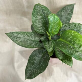 Schismatoglottis scortechinii schismatoglottis scortechinii pokojová rostlina