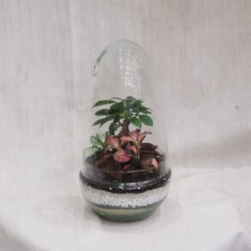 Bonsai terárium kupole malá