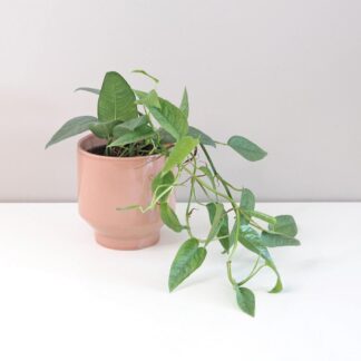 Epipremnum pinnatum ‘Cebu blue’ epipremnum pinnatum cebu blue pothos raritní sběratelská pokojová rostlina