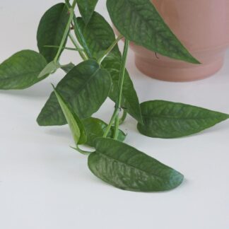 Epipremnum pinnatum ‘Cebu blue’ epipremnum pinnatum cebu blue pothos raritní sběratelská pokojová rostlina