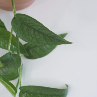 Epipremnum pinnatum ‘Cebu blue’ epipremnum pinnatum cebu blue pothos raritní sběratelská pokojová rostlina